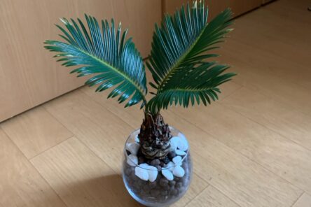 ソテツのイメージ