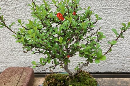 梅が咲きました！！のイメージ