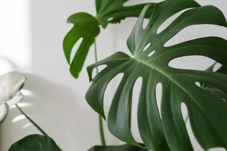 植栽のイメージ