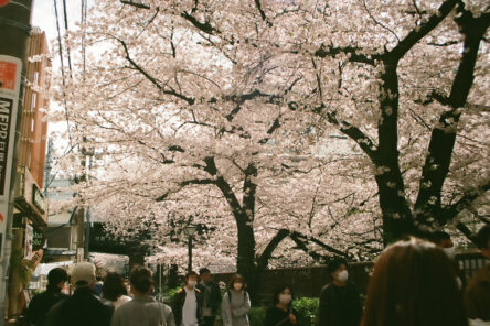 目黒川の桜のイメージ