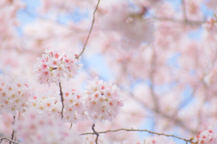目黒川の桜②のイメージ